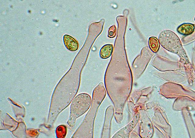 Galerina spec.  Cod.: 0260-07